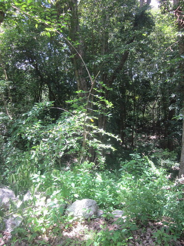 San Juan Koop forest around hacienda remains 04