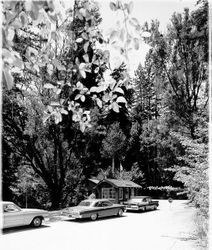 Entrance to Armstrong Redwoods State Reserve, Guerneville, California, 1964