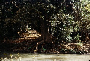 Tree by the Mbam river, Centre Region, Cameroon, 1953-1968