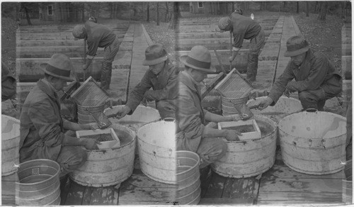Sorting fry by means of sorter which consists of a box with rods at definite spacing. Fish are transferred from tub to sorter by a cloth dipper. Wayne Co., Penna