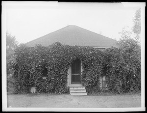 Morning Glory Vine covering cottage., ca.1920