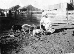 Mrs. F. J. (Eloise) Riddell on the ranch with pigs