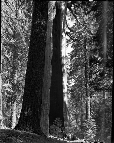 Miscellaneous Named Giant Sequoias, Black Arch