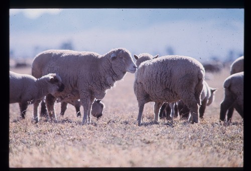 Sheep grazing in fields