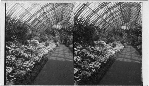Chrysanthemum Show looking thru the Palm Room - Washington Park Conservatory, Chicago, Ill