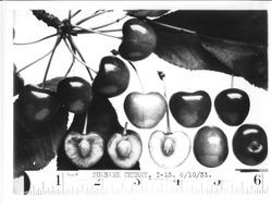 Identification of Luther Burbank cherry hybrid from the Gold Ridge Experiment Farm--cherries (Burbank Cherry, I-13) with three cut in half to show the pit, June 10,1931
