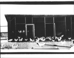 Chickens in front of a chicken coop, Petaluma, California, about 1925