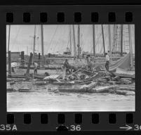 Workers clearing debris around damaged boats after a flood, Ventura, 1969