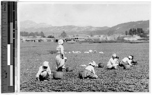 Farmer maids, Korea, ca. 1920-1940
