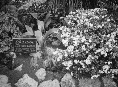 Azaleas from Coolidge, Wistaria Vine, Sierra Madre