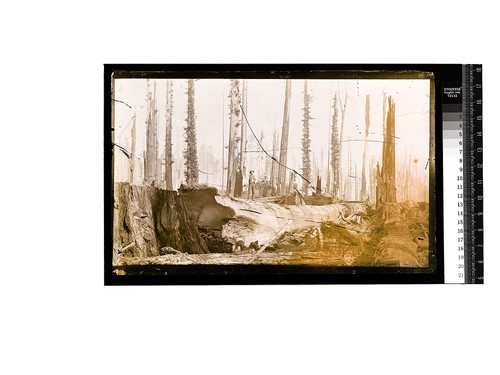 [Man standing on a large log at a logging site] — Calisphere