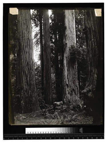 Among the California Redwoods, Virgin Timber Reg No. 5/Among the Redwoods in California [In the Redwoods - Ed Ericson in buggy - about 1900/unknown]