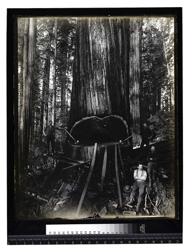 [Redwood Falling - Vance's/unknown]