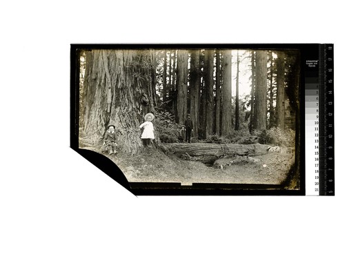 [Ericson Children? In the redwoods/unknown/Three of A.W. Ericson's children and Richard Ericson]