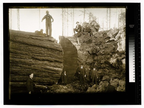 On the "Redwood Highway" California 19 ft diameter 320 ft. long. No.1 [Vance Woods - 1900/unknown]