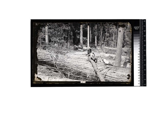 [Three men pose on logs with an uncut forest behind them]