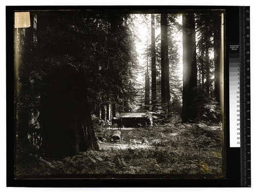 [Man and horse drawn carriage by a log building in a forest]