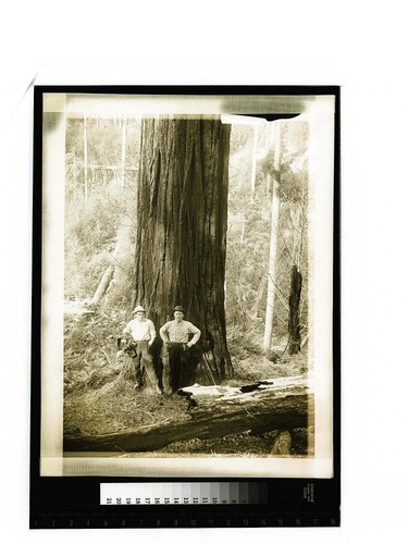 [Two men posing at the base of a tree in a forest]