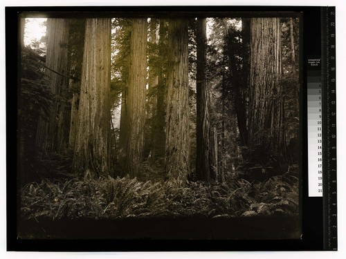 [Man standing in old growth forest, ferns in foreground]