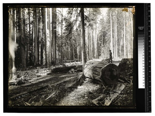 Logging Scene at Vance's Mad River [Logging by Bull Donkey #6/unknown]