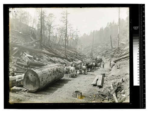 Among the Redwoods in California [Logging by Horse team #2/unknown]