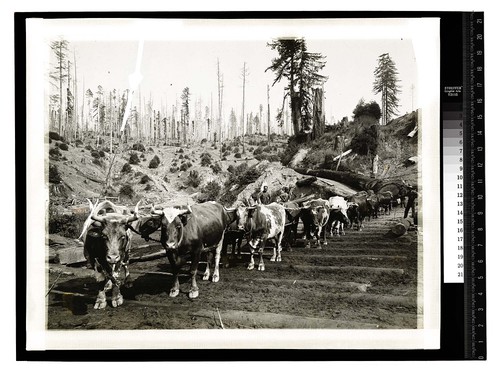 In the California Redwoods. Old Way of Logging No.3 [Ox team - first stage of logging/unknown]