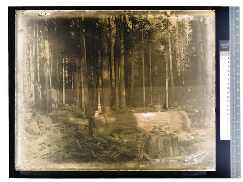 Scene Near Trinidad [Three young girls pose with logs in a logging scene]