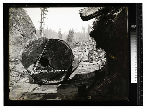 Among the California Redwoods. New Way, 24 Logs to Load, Reg No.7/Excelsior Redwood Co [Logging in Excelsior Redwood Co. woods/unknown]