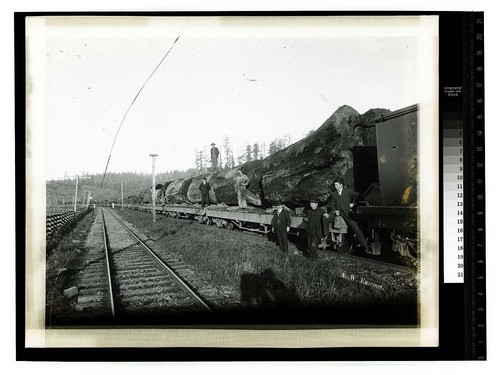 [Men posing with logs on a long train load of old growth logs]