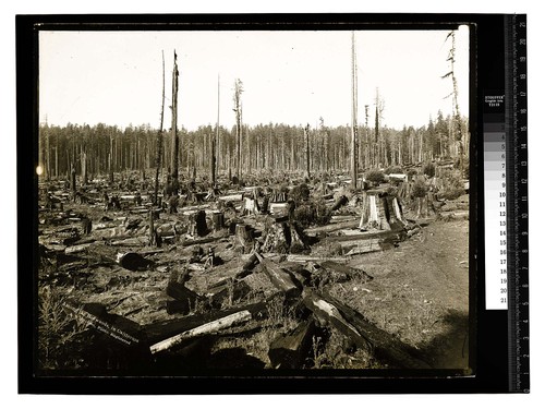 After logging, Vance's,Mad River/Among the Redwoods in California [Results of Logging/unknown]