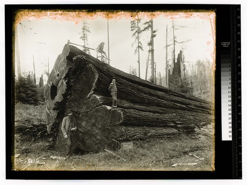 Excelsor Redwood Co.Eureka, Cal [Man and young boy posing at base of large log]