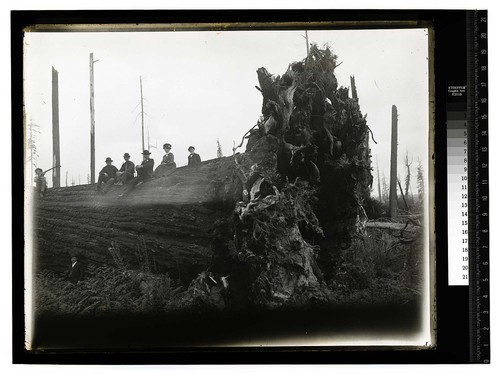 [Logging Vance Woods - About 1900/unknown]