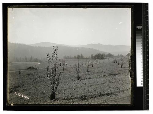 Fruitland [Two men in a new orchard]