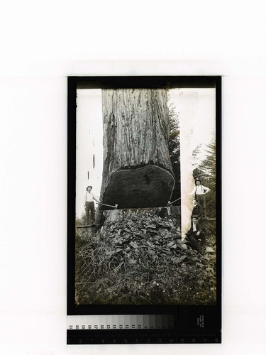 [Four men posing at the undercut of a large redwood tree]