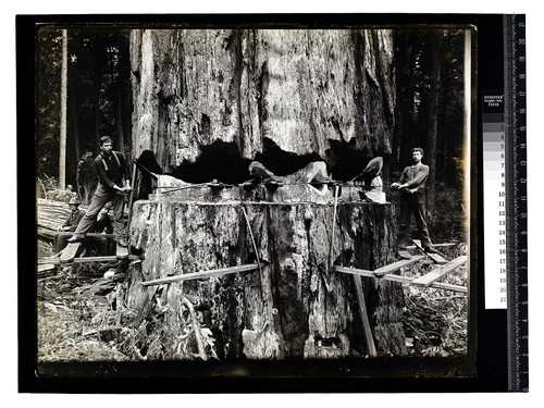 Among the California Redwoods, Tree 15 feet in Diameter [Redwood Falling in Vance Woods (strong possibility back cut)/unknown