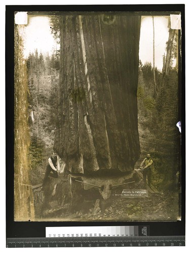 Monster Redwood at Arcata [Two men use a misery whip saw on a standing tree]