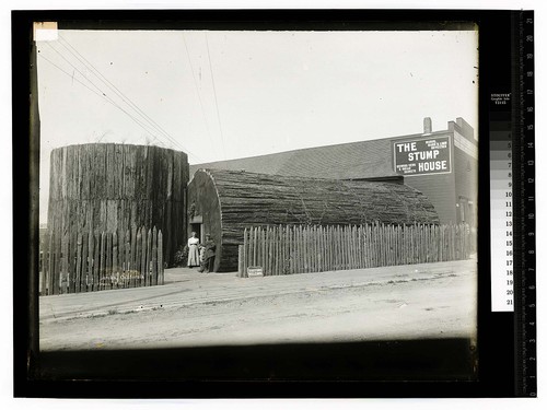 [Stump House]