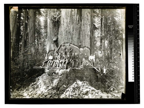 In the Redwoods, Humboldt Co., California [Undercut - redwood/unknown]