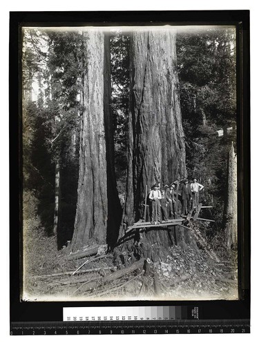 Among the Redwoods in California [Logging in Vance Woods/unknown]