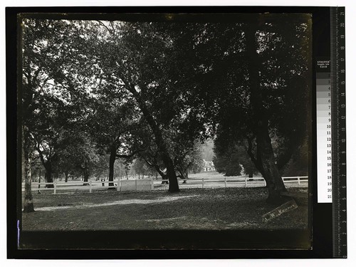 [Group of trees near Fort Gaston buildings on Hoopa Valley Reservation]