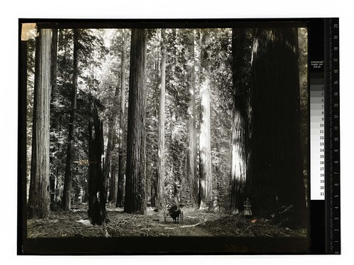In the Redwoods alongEel River [In the Redwoods/unknown]