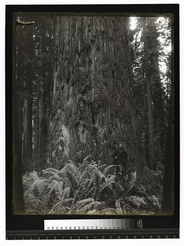 [Young man posing at base of large standing tree]