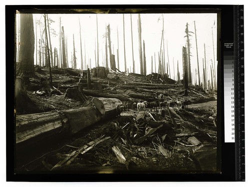 [Logging by Horse team Vance Woods (2nd stage of logging #3)/unknown]