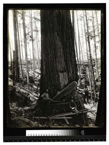 The Humboldt Redwoods [Felling of redwoods/unknown]