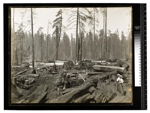 [Two men watching the woods crew at work]