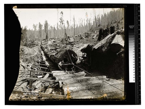 Excelsior Redwood CoEureka Cal. 10 ft. Dia [Logging by Bull Donkey/unknown]