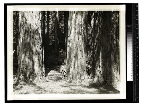 [Man standing next to a redwood tree in a forest]