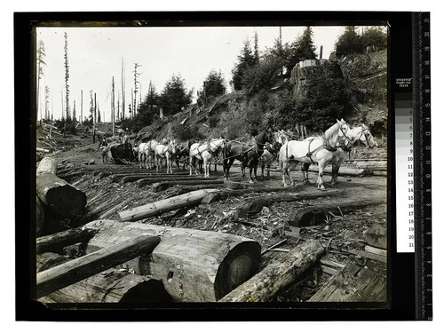 [Horse team - 2nd stage of logging #1/unknown]