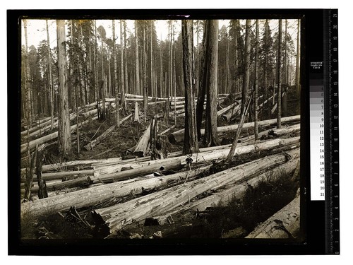 Among the Redwoods in California [Logging/unknown]