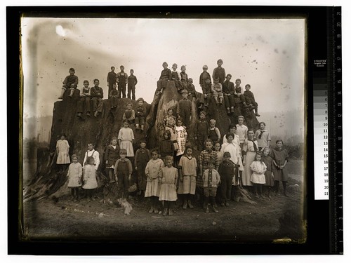 [Children of all ages posing on large redwood stump]